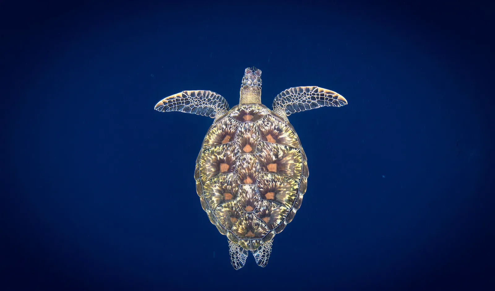 Green sea turtle, Bunaken 2019 by Vincent Kneefel