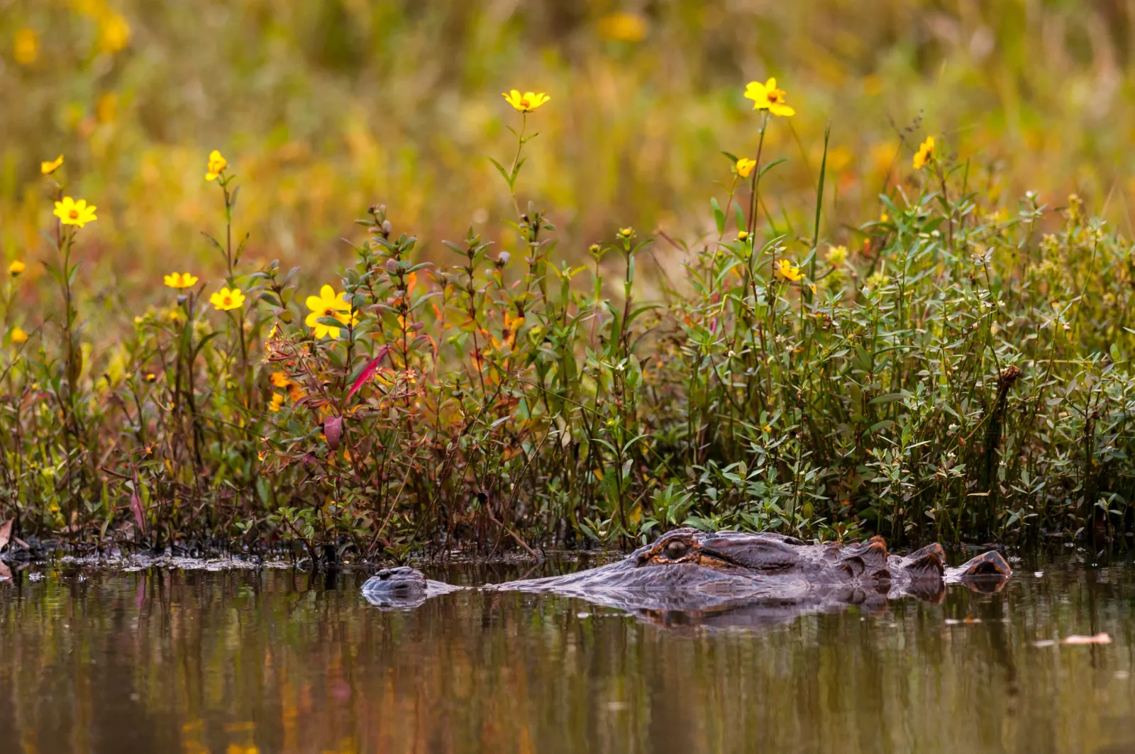An American alligator