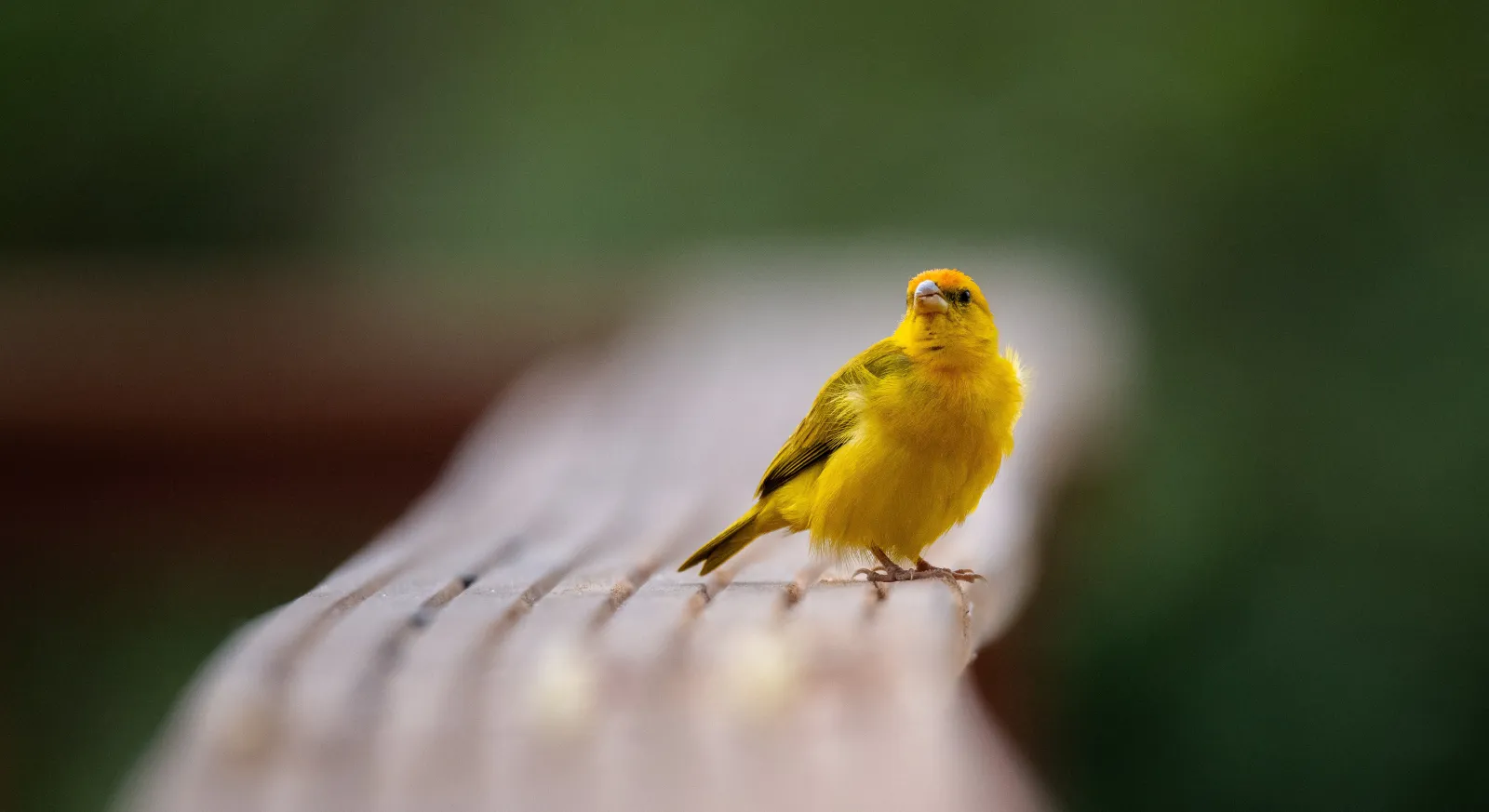 Male saffron finch by Andrew Snyder