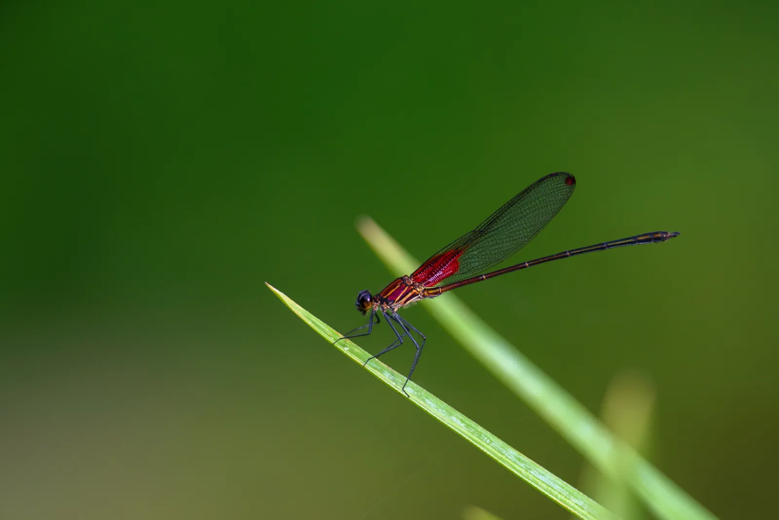 Rubyspot Damselfly