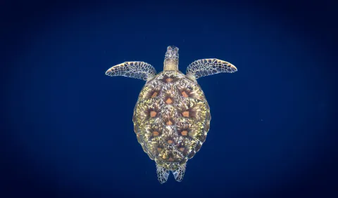 Green sea turtle, Bunaken 2019 by Vincent Kneefel