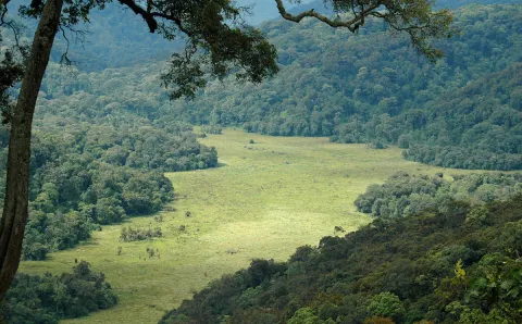 Bwindi Swamp by Andrew Plumptre
