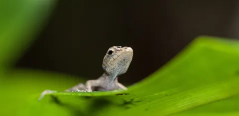 Cusuco by Andrew Snyder