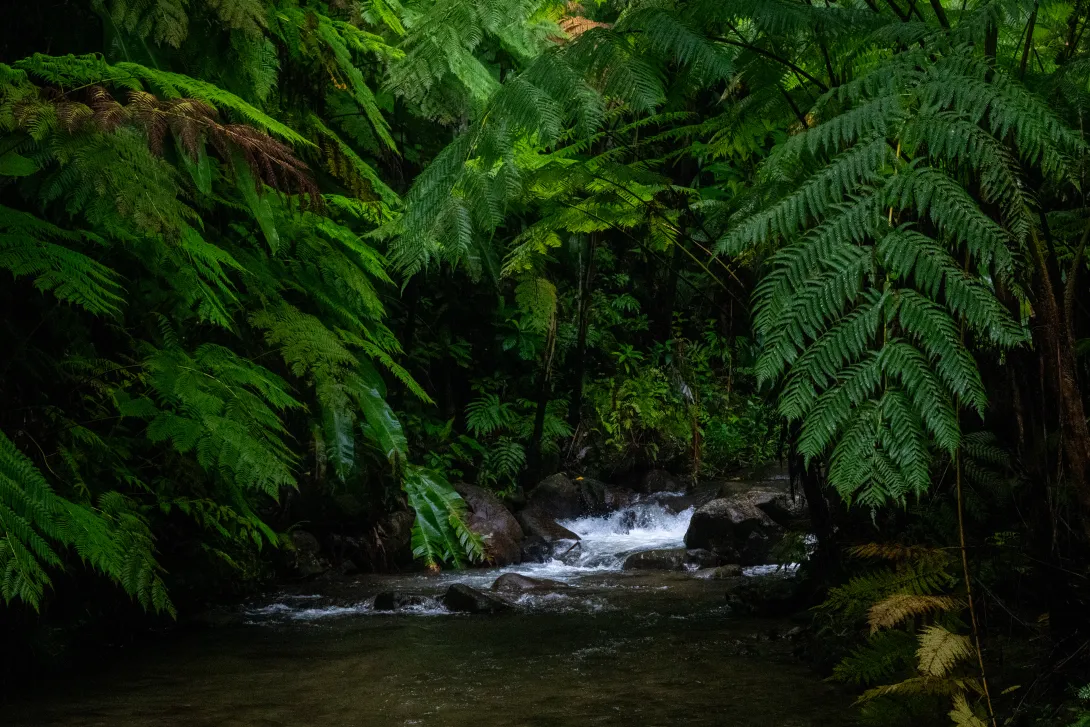 Dowstream of Syndicate falls within the vicinity of Syndicate Estate, Dominica
