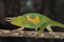Placeholder image for link